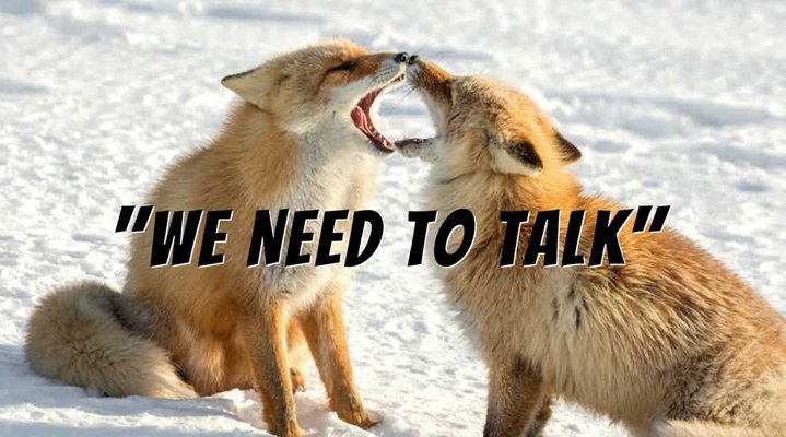 Two red foxes in snow, face to face with their mouths open, looking as though they are shouting at each other. "We Need To talk" lettering is superimposed on image.