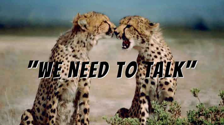 Two cheetahs, sitting, facing each other. One has its mouth wide open. Text says, "We Need To Talk"