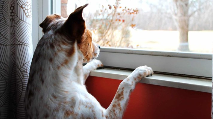 Dog looking out of window waiting patiently for owner's return